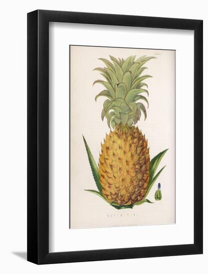 Queen Pineapple--Framed Photographic Print