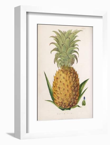 Queen Pineapple-null-Framed Photographic Print