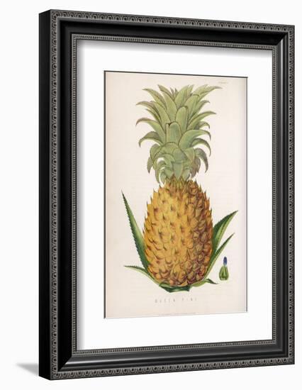 Queen Pineapple-null-Framed Photographic Print