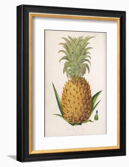 Queen Pineapple-null-Framed Photographic Print