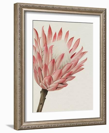 Queen Protea I-Grace Popp-Framed Art Print