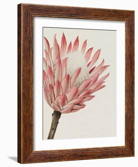 Queen Protea I-Grace Popp-Framed Art Print