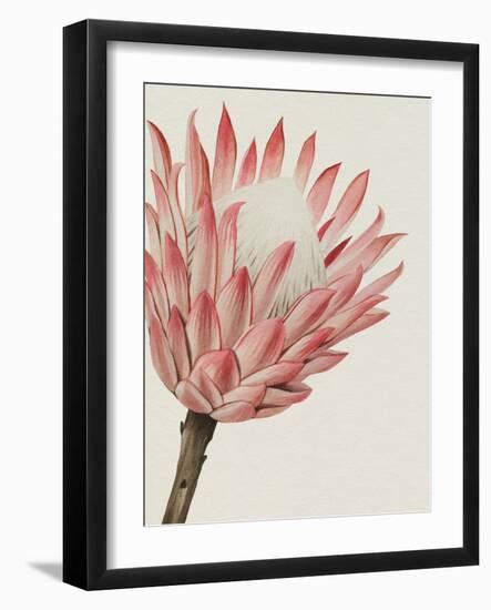 Queen Protea I-Grace Popp-Framed Art Print