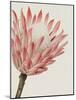 Queen Protea I-Grace Popp-Mounted Art Print