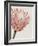 Queen Protea I-Grace Popp-Framed Art Print