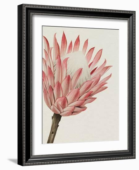 Queen Protea I-Grace Popp-Framed Art Print