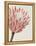 Queen Protea I-Grace Popp-Framed Stretched Canvas