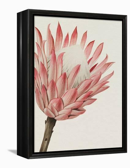 Queen Protea I-Grace Popp-Framed Stretched Canvas