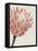 Queen Protea I-Grace Popp-Framed Stretched Canvas