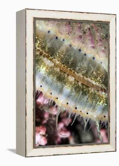 Queen Scallop (Chlamys Opercularis) Close-Up Showing Eyes in a Row, Lofoten, Norway, November-Lundgren-Framed Premier Image Canvas
