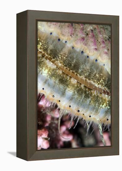 Queen Scallop (Chlamys Opercularis) Close-Up Showing Eyes in a Row, Lofoten, Norway, November-Lundgren-Framed Premier Image Canvas