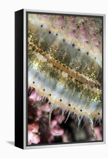 Queen Scallop (Chlamys Opercularis) Close-Up Showing Eyes in a Row, Lofoten, Norway, November-Lundgren-Framed Premier Image Canvas