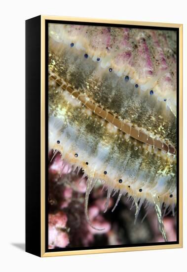 Queen Scallop (Chlamys Opercularis) Close-Up Showing Eyes in a Row, Lofoten, Norway, November-Lundgren-Framed Premier Image Canvas