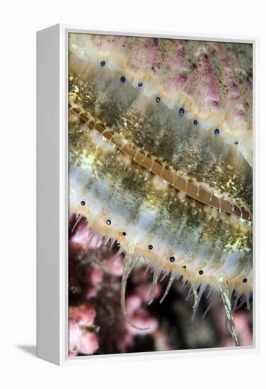 Queen Scallop (Chlamys Opercularis) Close-Up Showing Eyes in a Row, Lofoten, Norway, November-Lundgren-Framed Premier Image Canvas