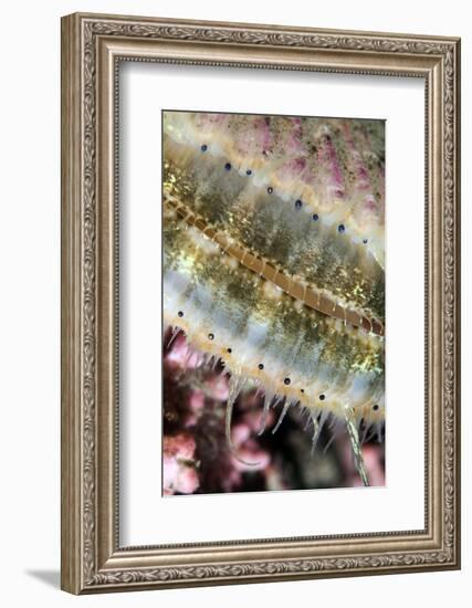 Queen Scallop (Chlamys Opercularis) Close-Up Showing Eyes in a Row, Lofoten, Norway, November-Lundgren-Framed Photographic Print