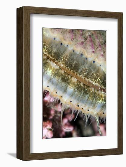 Queen Scallop (Chlamys Opercularis) Close-Up Showing Eyes in a Row, Lofoten, Norway, November-Lundgren-Framed Photographic Print