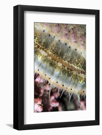 Queen Scallop (Chlamys Opercularis) Close-Up Showing Eyes in a Row, Lofoten, Norway, November-Lundgren-Framed Photographic Print