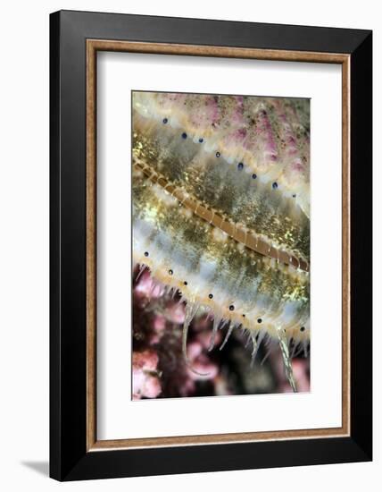 Queen Scallop (Chlamys Opercularis) Close-Up Showing Eyes in a Row, Lofoten, Norway, November-Lundgren-Framed Photographic Print