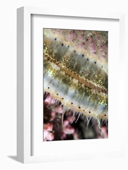 Queen Scallop (Chlamys Opercularis) Close-Up Showing Eyes in a Row, Lofoten, Norway, November-Lundgren-Framed Photographic Print