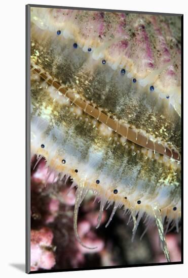 Queen Scallop (Chlamys Opercularis) Close-Up Showing Eyes in a Row, Lofoten, Norway, November-Lundgren-Mounted Photographic Print