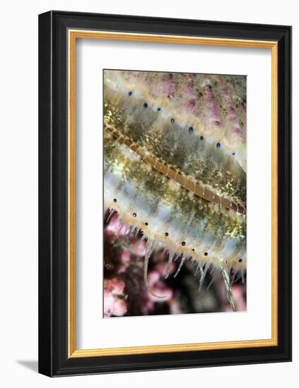 Queen Scallop (Chlamys Opercularis) Close-Up Showing Eyes in a Row, Lofoten, Norway, November-Lundgren-Framed Photographic Print