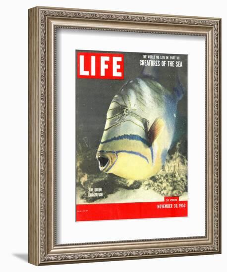 Queen Triggerfish, The World We Live In: Creatures of the Deep, November 30, 1953-Fritz Goro-Framed Photographic Print