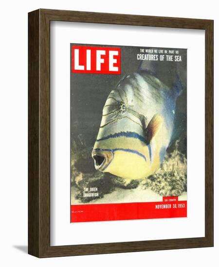 Queen Triggerfish, The World We Live In: Creatures of the Deep, November 30, 1953-Fritz Goro-Framed Photographic Print