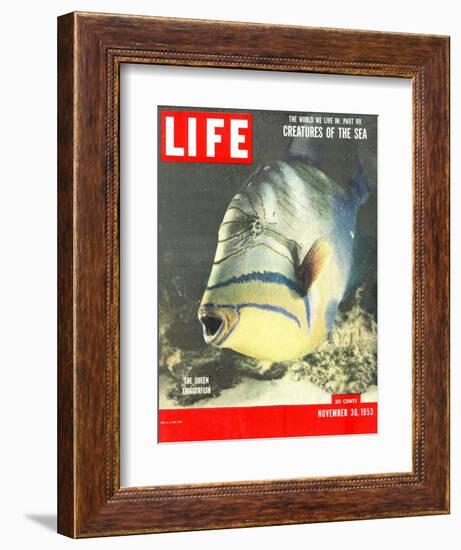 Queen Triggerfish, The World We Live In: Creatures of the Deep, November 30, 1953-Fritz Goro-Framed Photographic Print