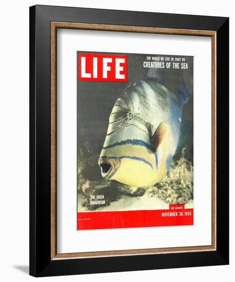 Queen Triggerfish, The World We Live In: Creatures of the Deep, November 30, 1953-Fritz Goro-Framed Photographic Print