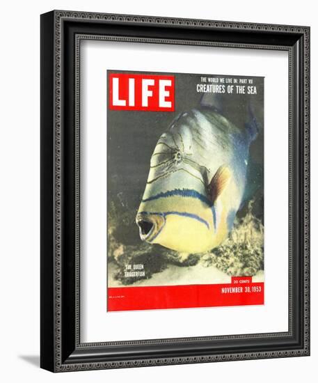 Queen Triggerfish, The World We Live In: Creatures of the Deep, November 30, 1953-Fritz Goro-Framed Photographic Print