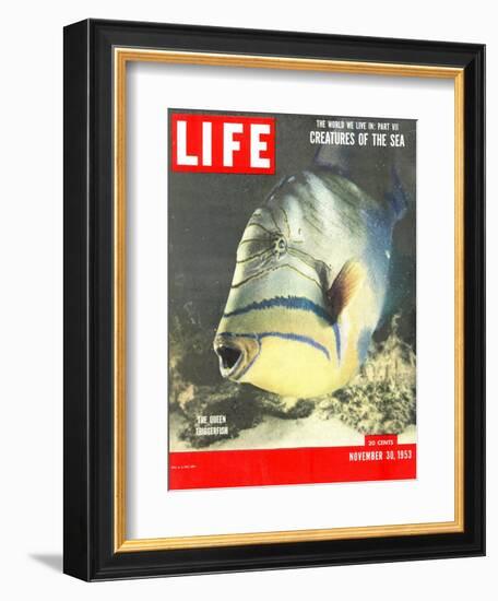 Queen Triggerfish, The World We Live In: Creatures of the Deep, November 30, 1953-Fritz Goro-Framed Photographic Print