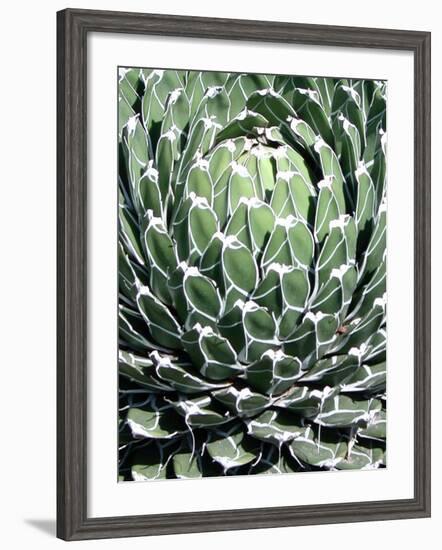 Queen Victoria Agave-Lydia Marano-Framed Photographic Print