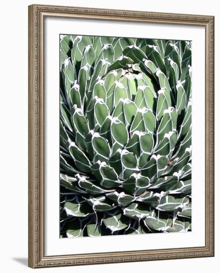 Queen Victoria Agave-Lydia Marano-Framed Photographic Print