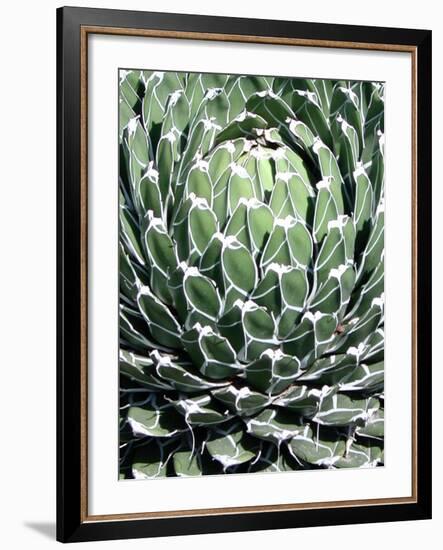 Queen Victoria Agave-Lydia Marano-Framed Photographic Print