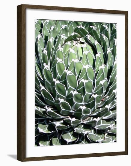 Queen Victoria Agave-Lydia Marano-Framed Photographic Print