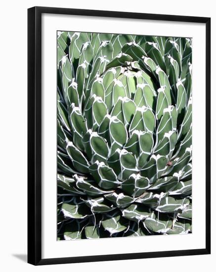 Queen Victoria Agave-Lydia Marano-Framed Photographic Print