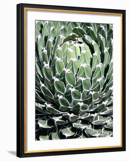 Queen Victoria Agave-Lydia Marano-Framed Photographic Print