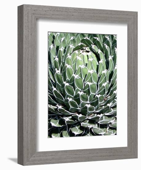Queen Victoria Agave-Lydia Marano-Framed Photographic Print
