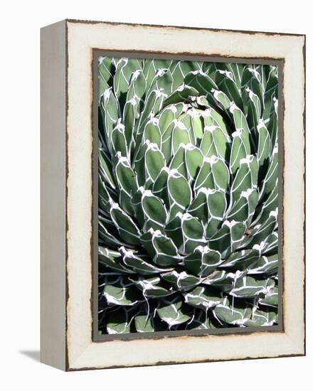 Queen Victoria Agave-Lydia Marano-Framed Premier Image Canvas