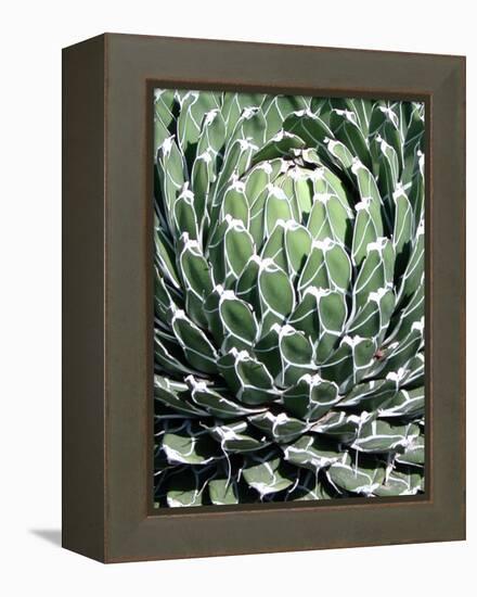 Queen Victoria Agave-Lydia Marano-Framed Premier Image Canvas