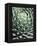 Queen Victoria Agave-Lydia Marano-Framed Premier Image Canvas