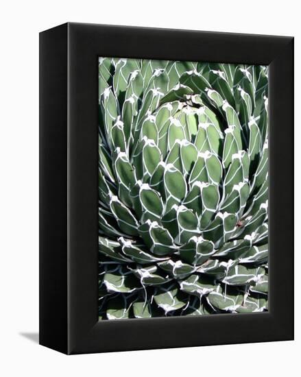 Queen Victoria Agave-Lydia Marano-Framed Premier Image Canvas