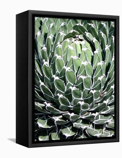 Queen Victoria Agave-Lydia Marano-Framed Premier Image Canvas