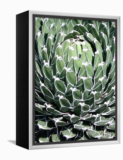 Queen Victoria Agave-Lydia Marano-Framed Premier Image Canvas