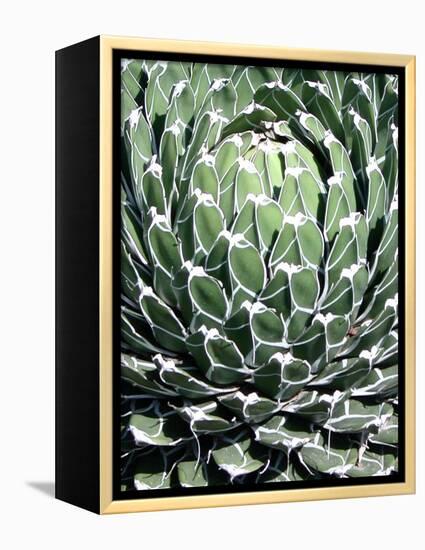 Queen Victoria Agave-Lydia Marano-Framed Premier Image Canvas