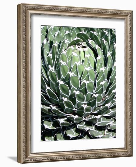 Queen Victoria Agave-Lydia Marano-Framed Photographic Print