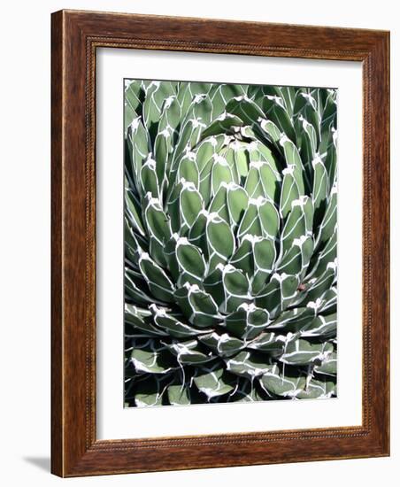 Queen Victoria Agave-Lydia Marano-Framed Photographic Print