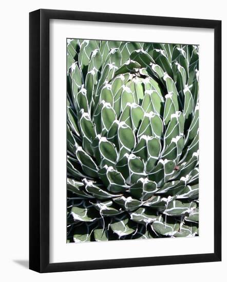 Queen Victoria Agave-Lydia Marano-Framed Photographic Print