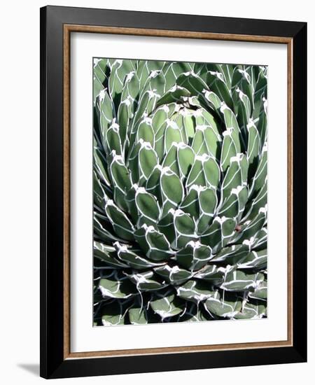 Queen Victoria Agave-Lydia Marano-Framed Photographic Print