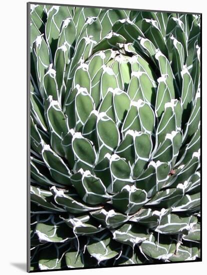 Queen Victoria Agave-Lydia Marano-Mounted Photographic Print